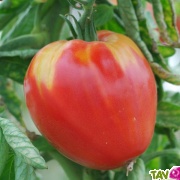 Graines bio Tomate Coeur de boeuf